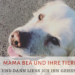 Golden Retriever; Verabschiedung;