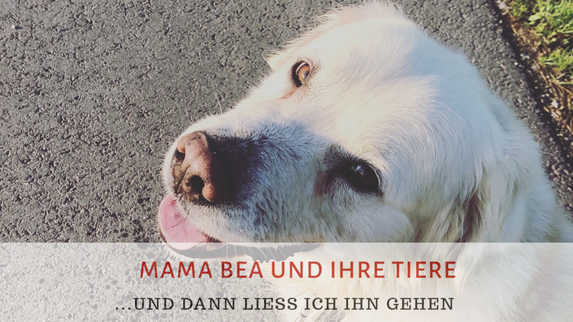 Golden Retriever; Verabschiedung;