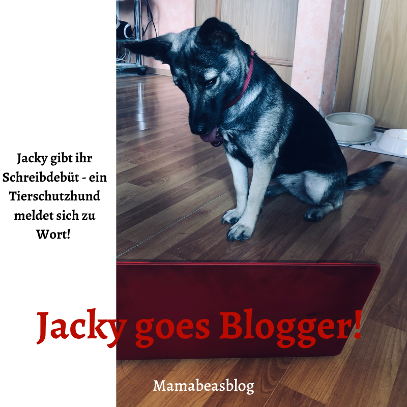 Jacky gibt ihr Schreibdebüt - Ein Tierschutzhund meldet sich zu Wort